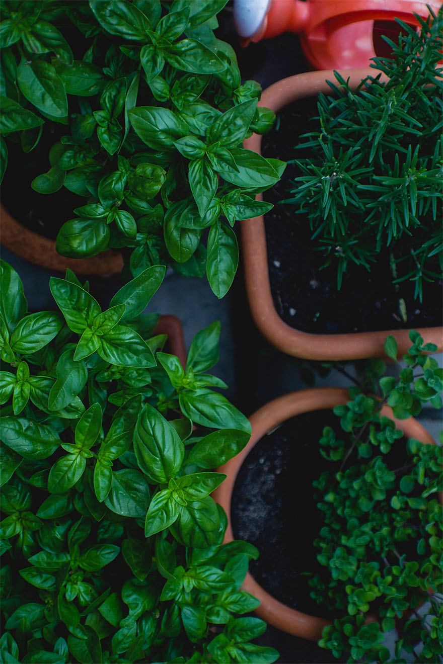 plant pots with green leaves